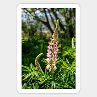 Pink Lupin Flower. Sticker